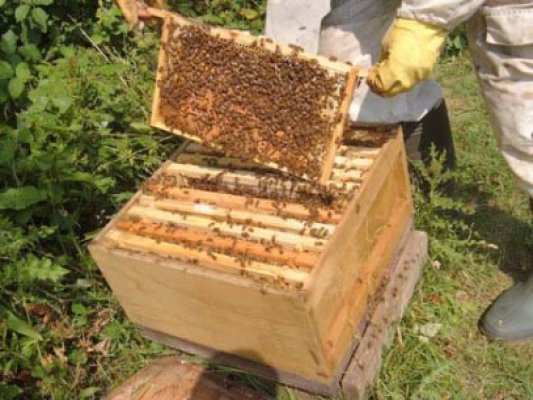 Au furat patru stupi de albine din Săcele